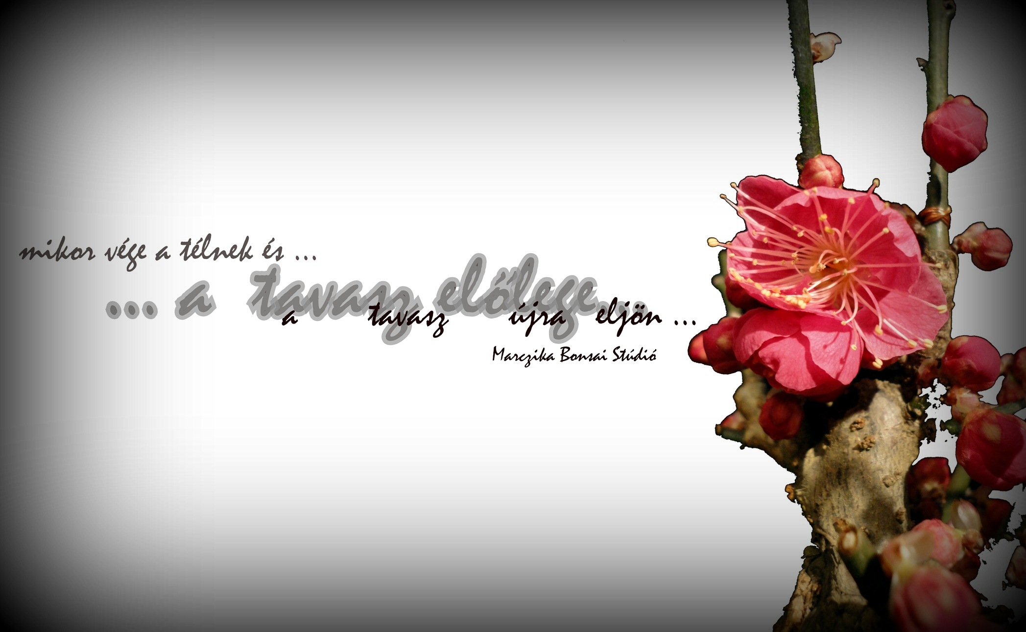 marczika, bonsai, studio, tavasz, prunus, erd, hungary, gyokermetszes, atultetes viragzo prunus bonsai tavasszal a marczika bonsai studiobol